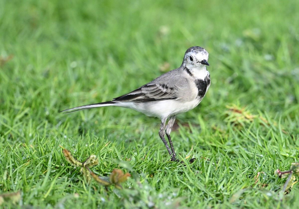 White Wagtail (White-faced) - ML647025834