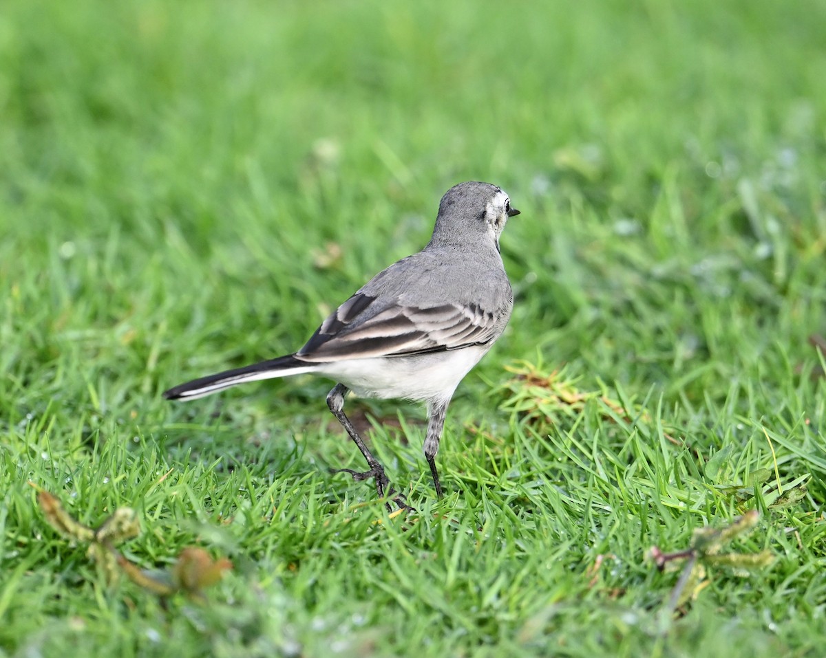 White Wagtail (White-faced) - ML647025835