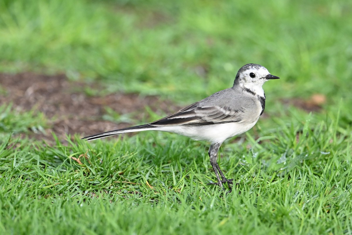White Wagtail (White-faced) - ML647025836