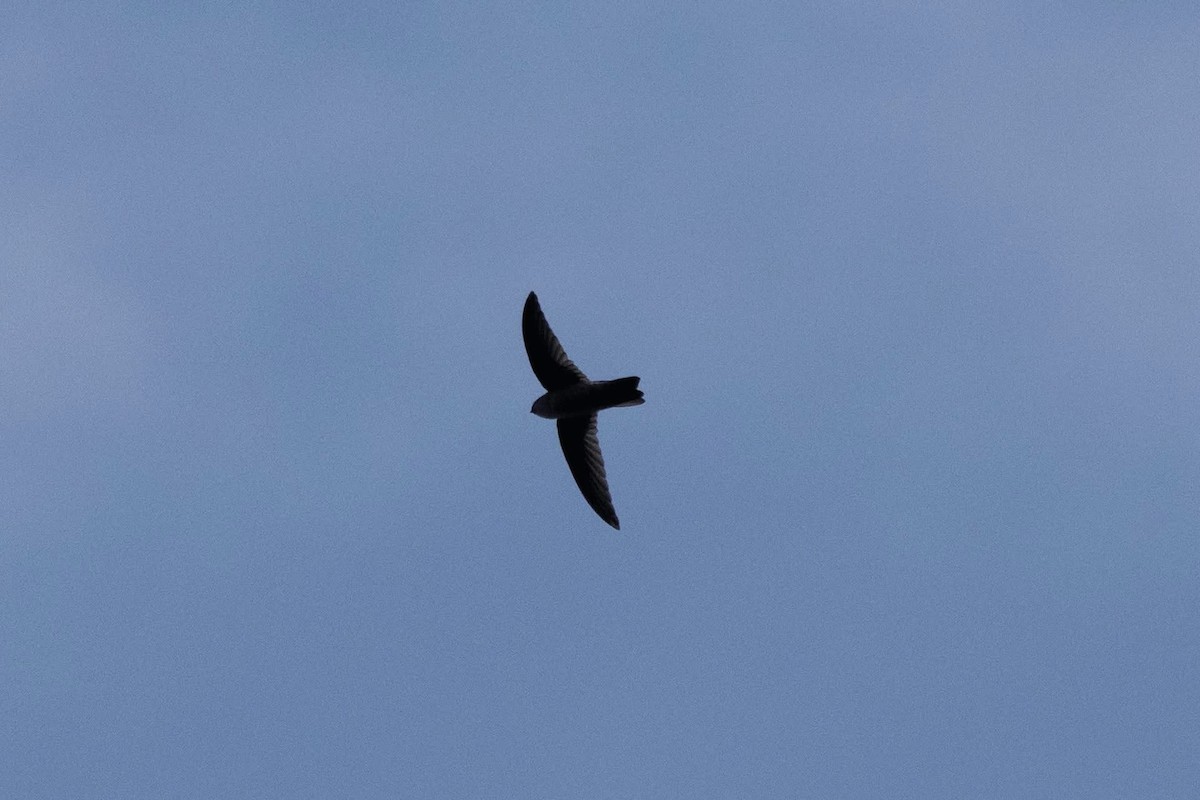 Himalayan Swiftlet - ML647025837