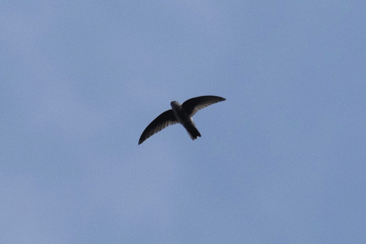 Himalayan Swiftlet - ML647025838