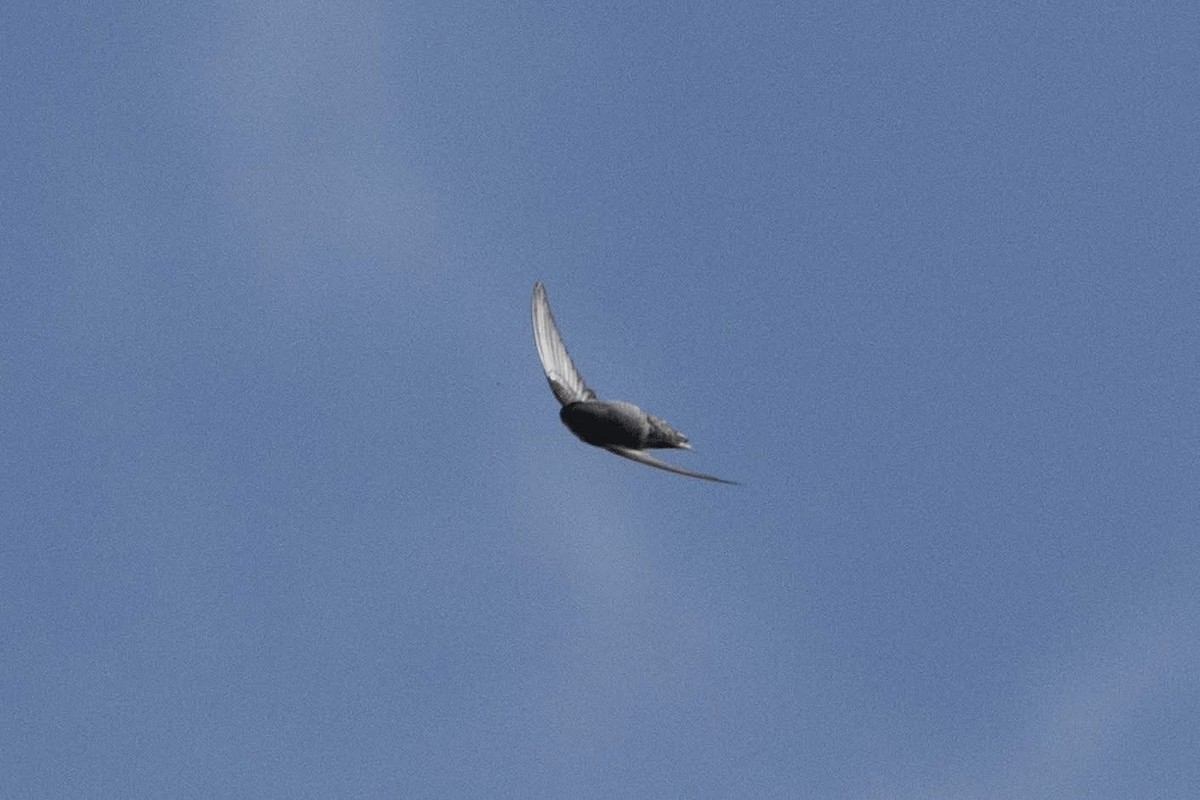 Himalayan Swiftlet - ML647025839