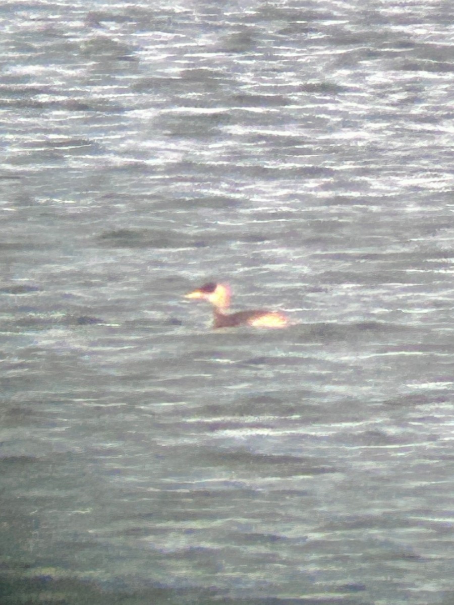 Somormujo Cuellirrojo - ML647025843