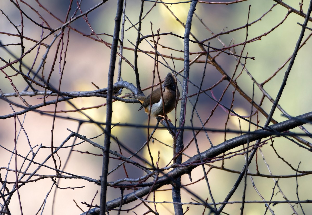 rustnakkeyuhina - ML647025849