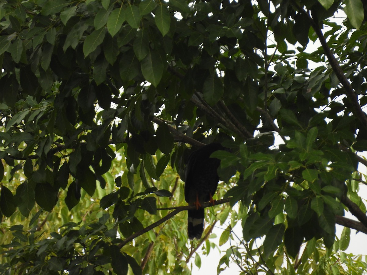 Crane Hawk - ML647025853