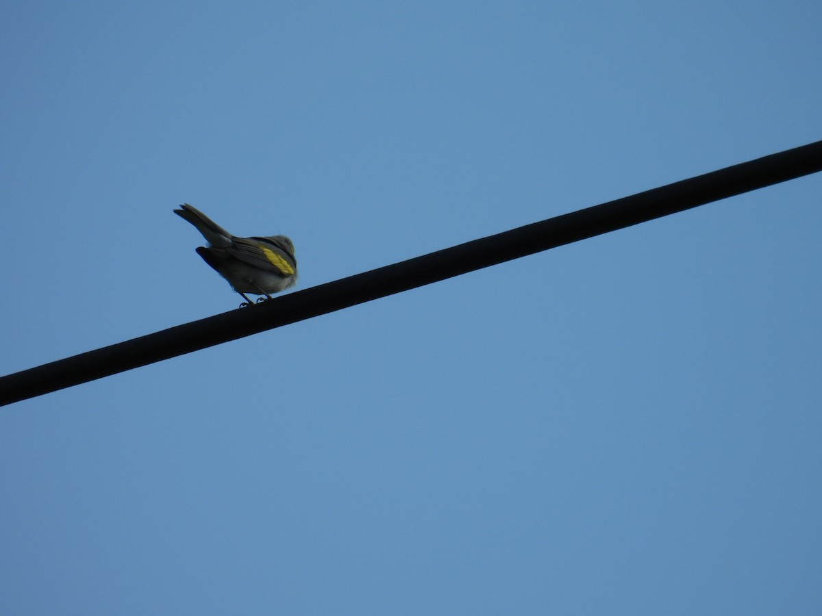 キンバネアメリカムシクイ - ML647025855