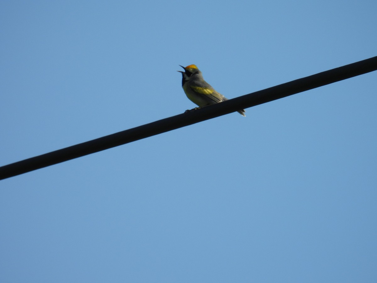 キンバネアメリカムシクイ - ML647025856