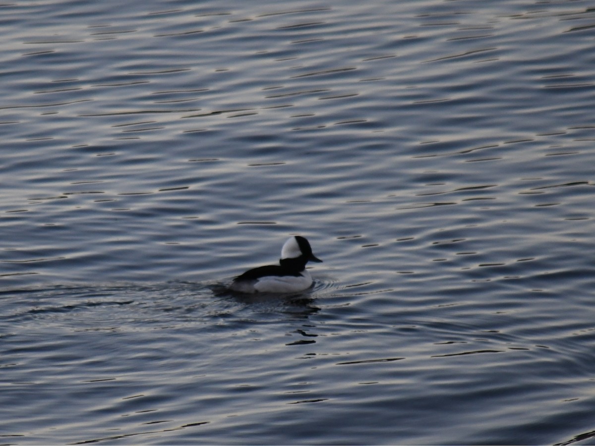 Bufflehead - ML647025860