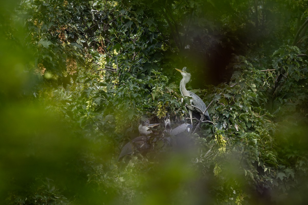 Gray Heron - ML647025861