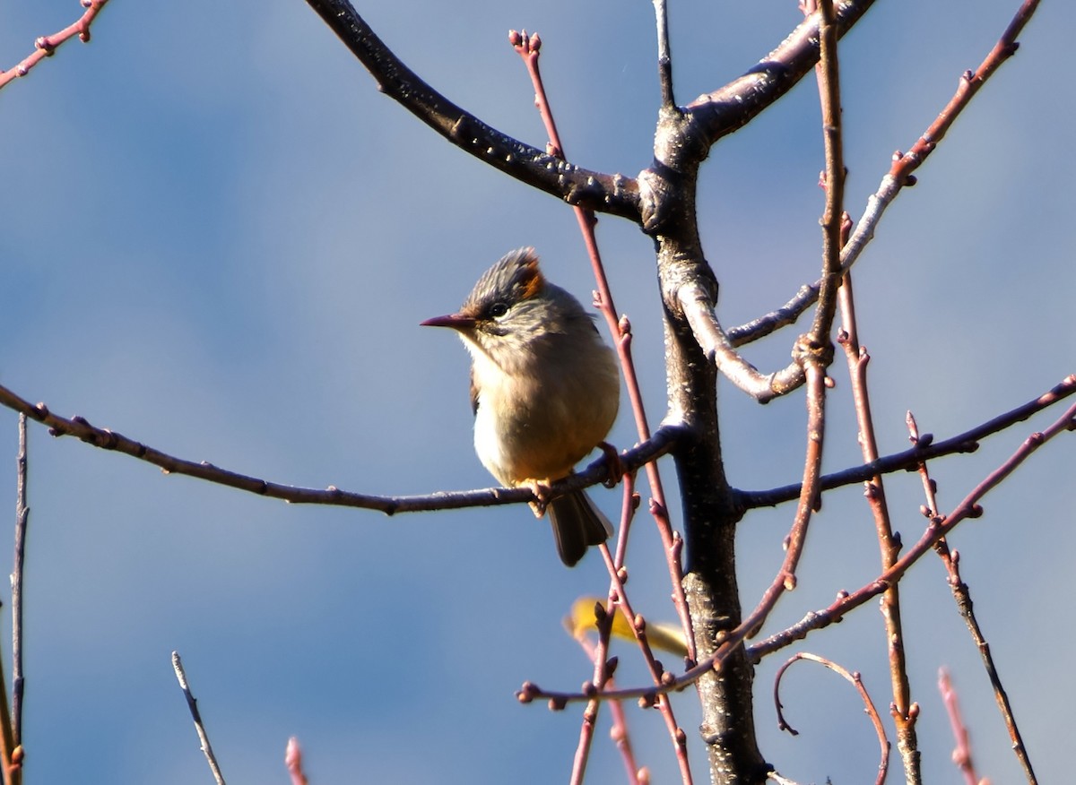 rustnakkeyuhina - ML647025862