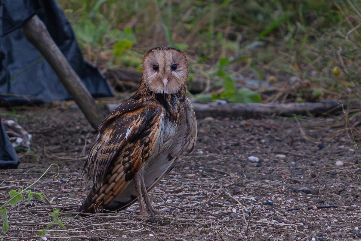 Australasian Grass-Owl - ML647025864