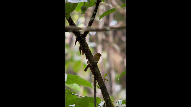 Sapayoa - ML647025865