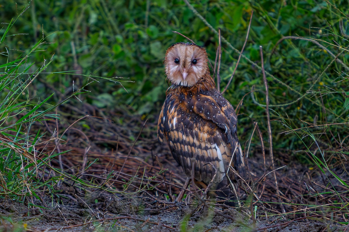 Australasian Grass-Owl - ML647025866