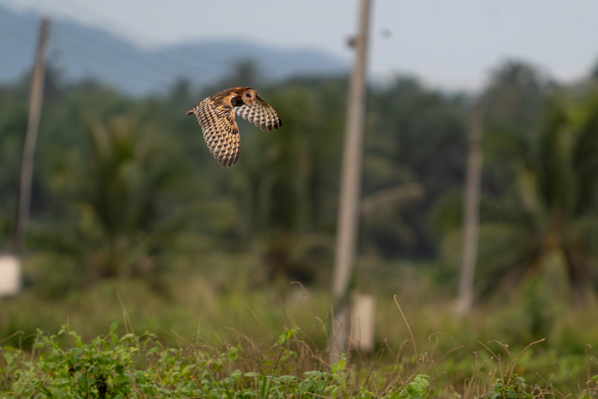 Australasian Grass-Owl - ML647025867