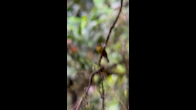 Sapayoa - ML647025868