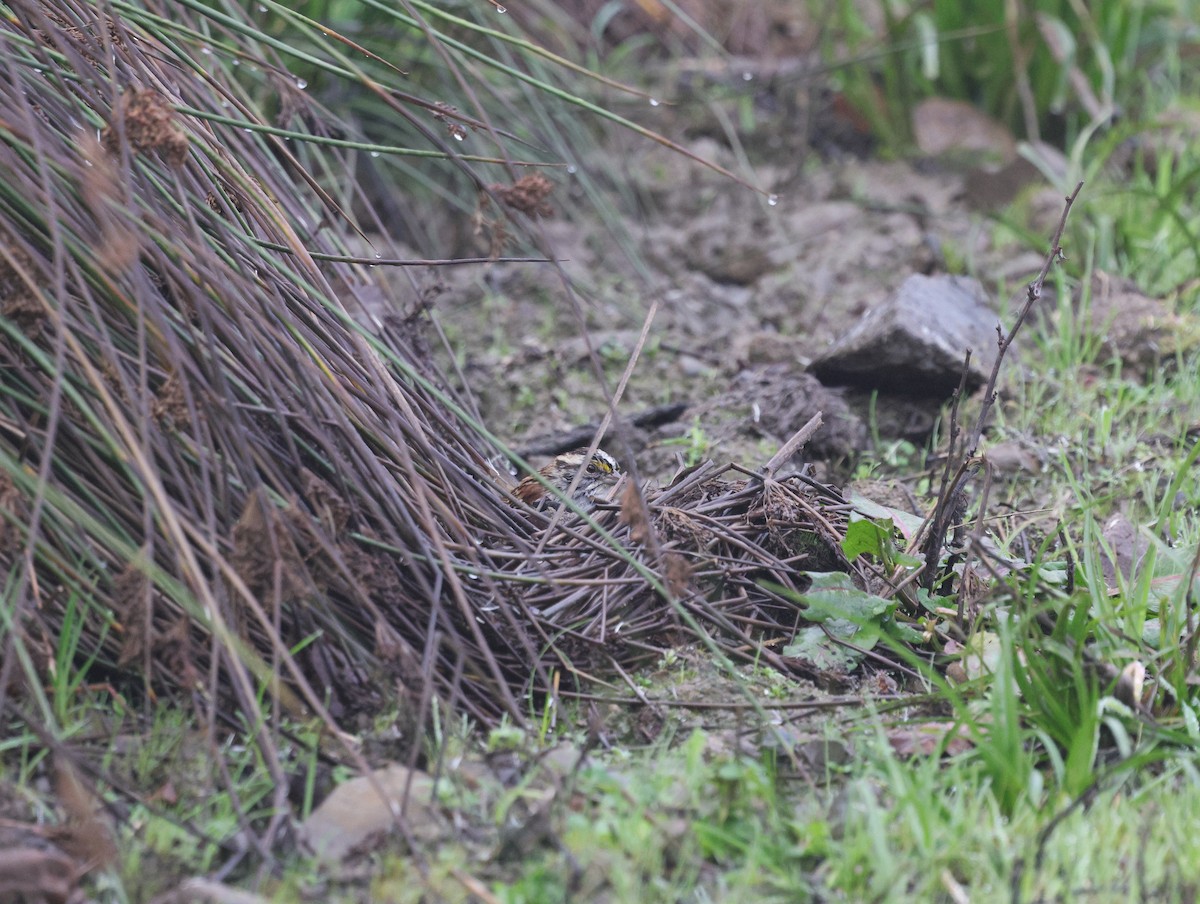 White-throated Sparrow - ML647025869