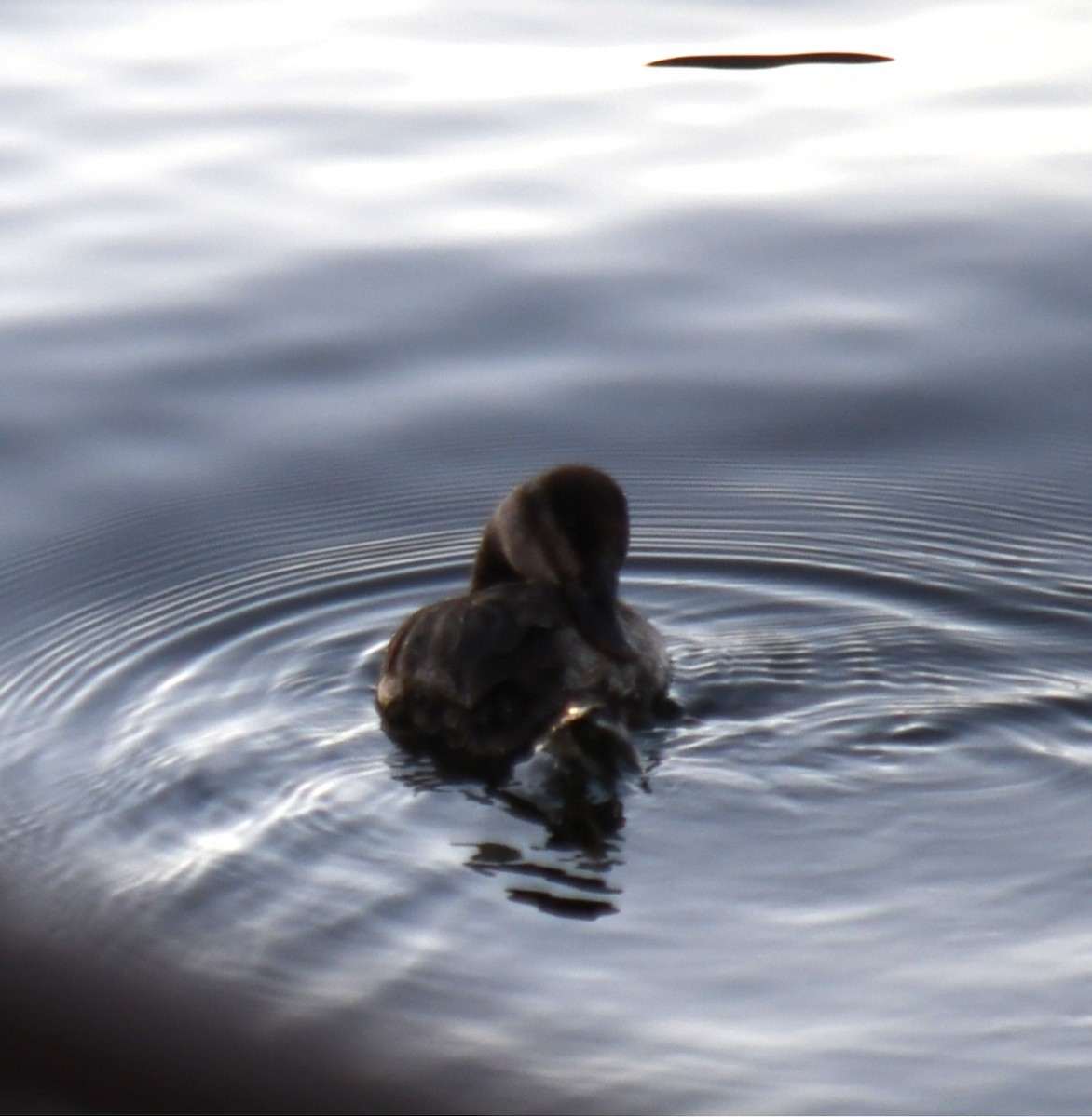 Ruddy Duck - ML647025871