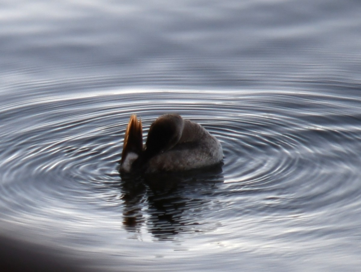 Ruddy Duck - ML647025872