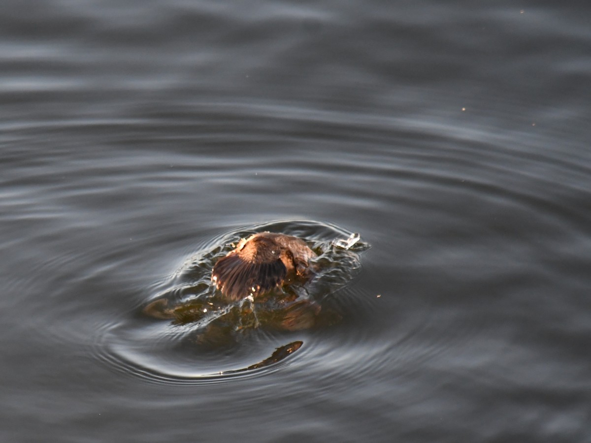 Ruddy Duck - ML647025873