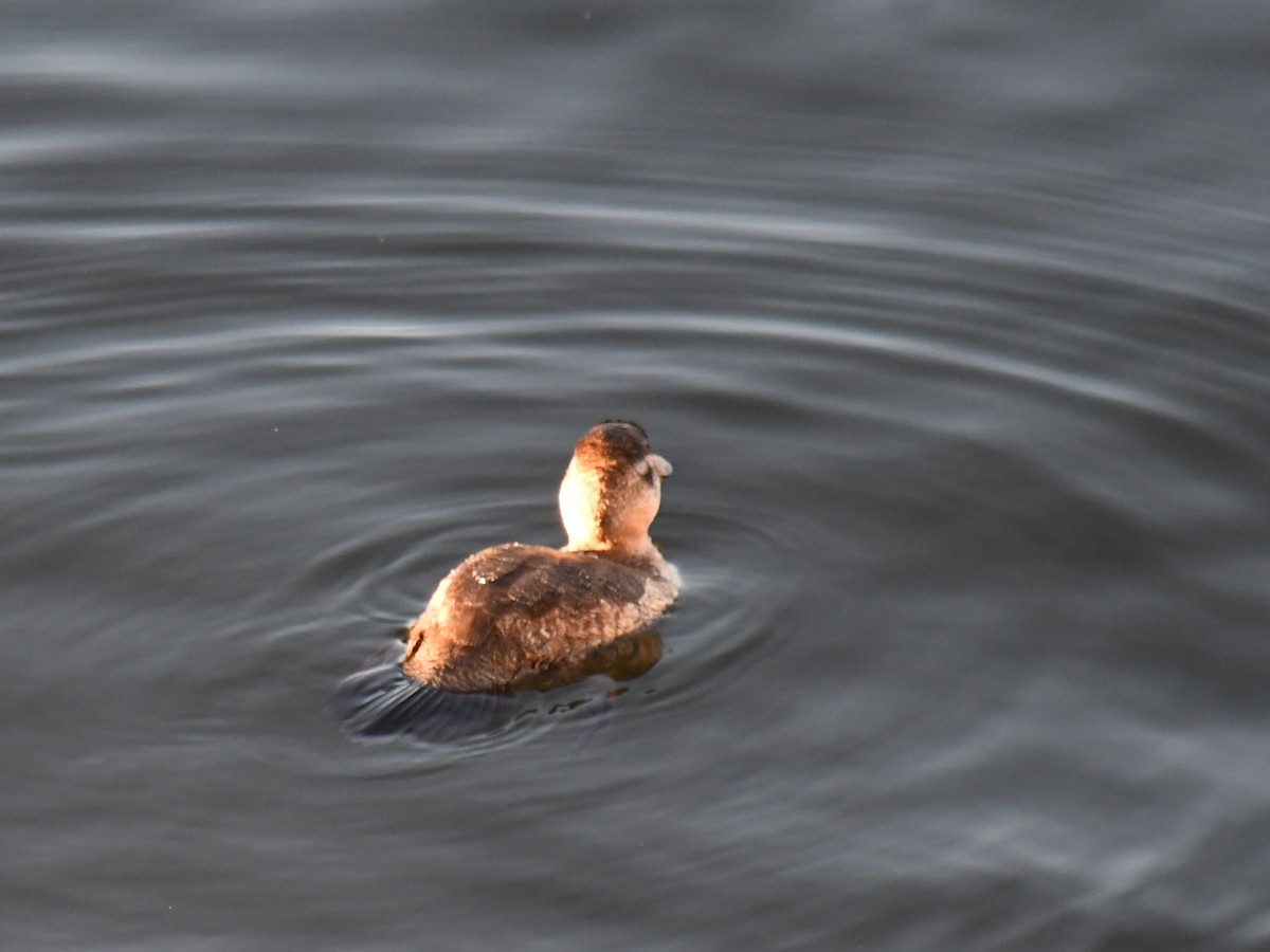 Ruddy Duck - ML647025874