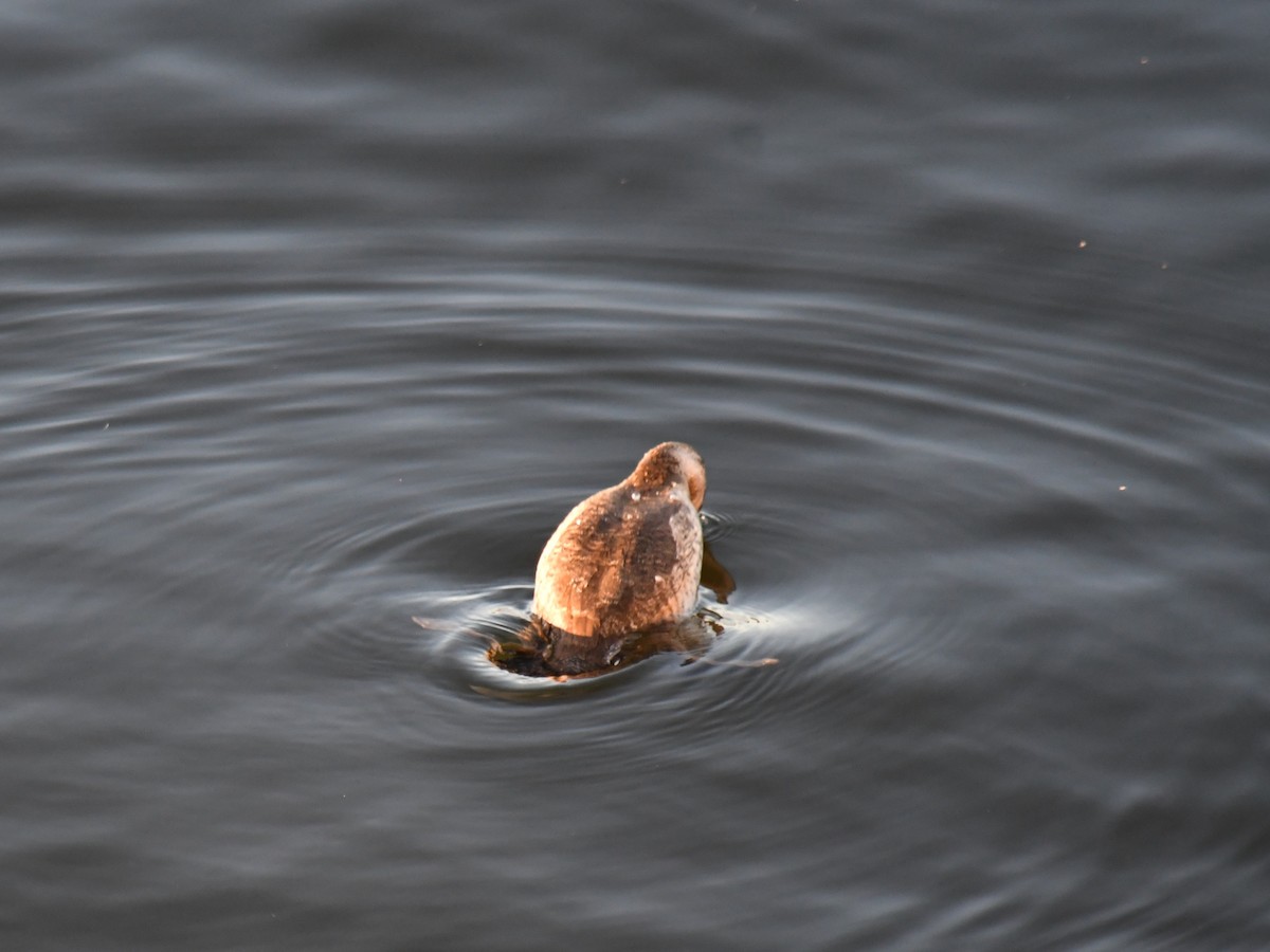 Ruddy Duck - ML647025875