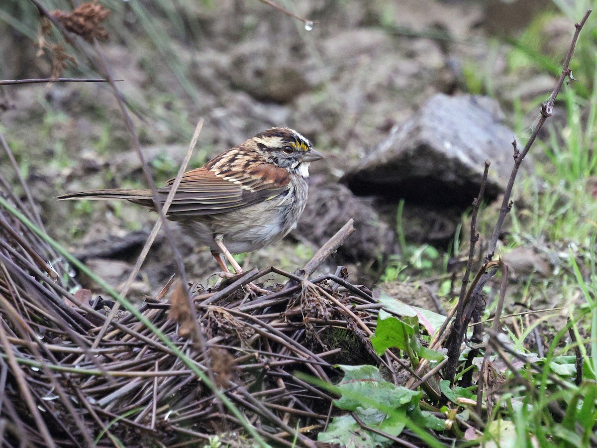 White-throated Sparrow - ML647025877