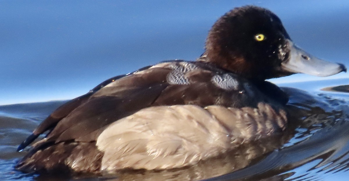 Greater/Lesser Scaup - ML647025878