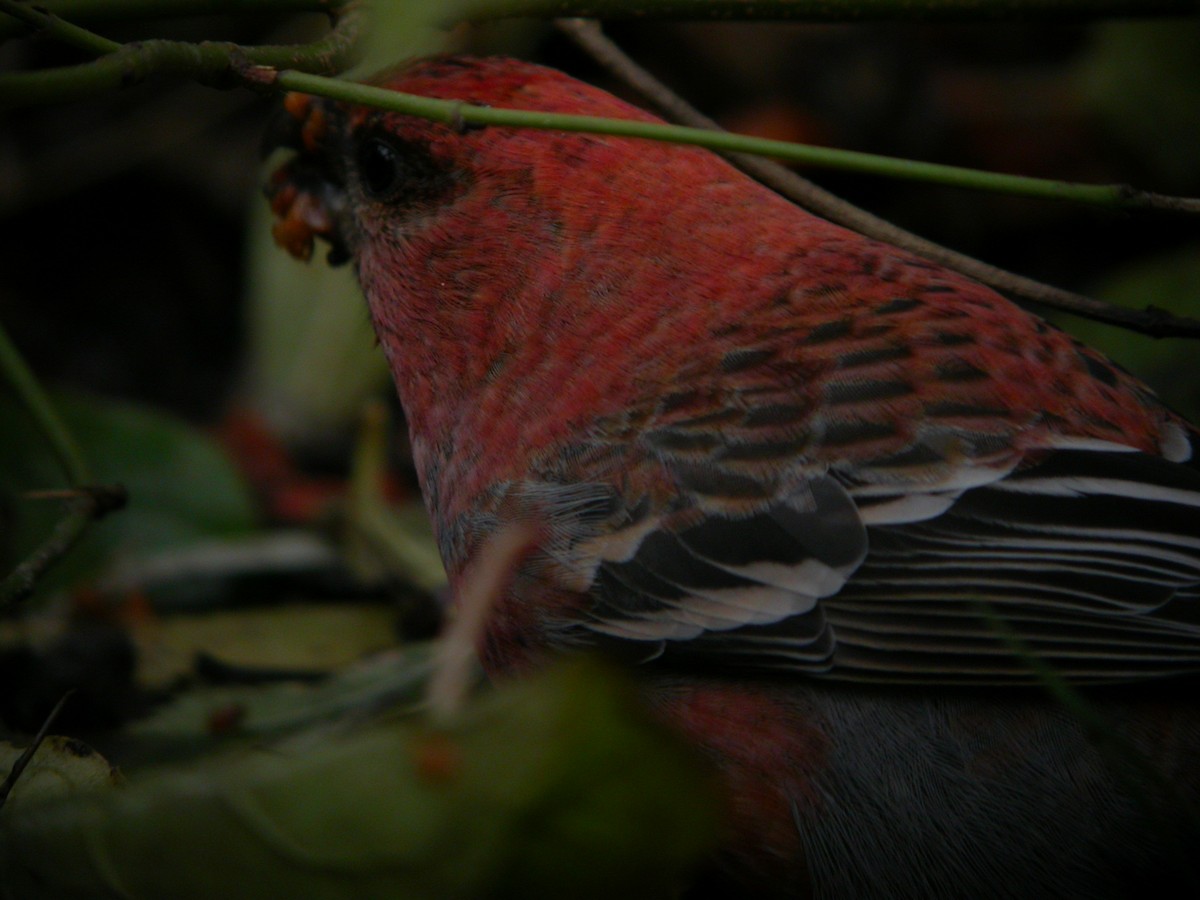 konglebit - ML647025882