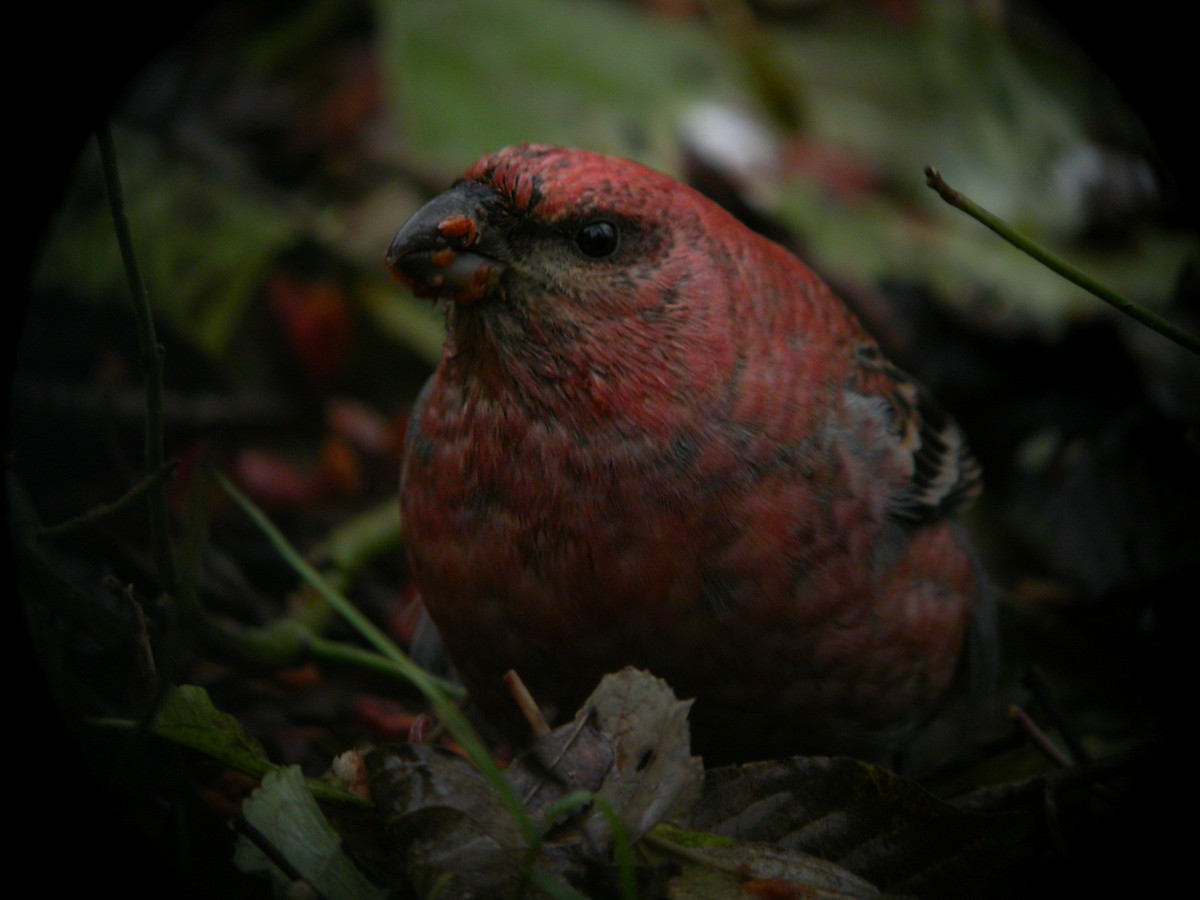 konglebit - ML647025883