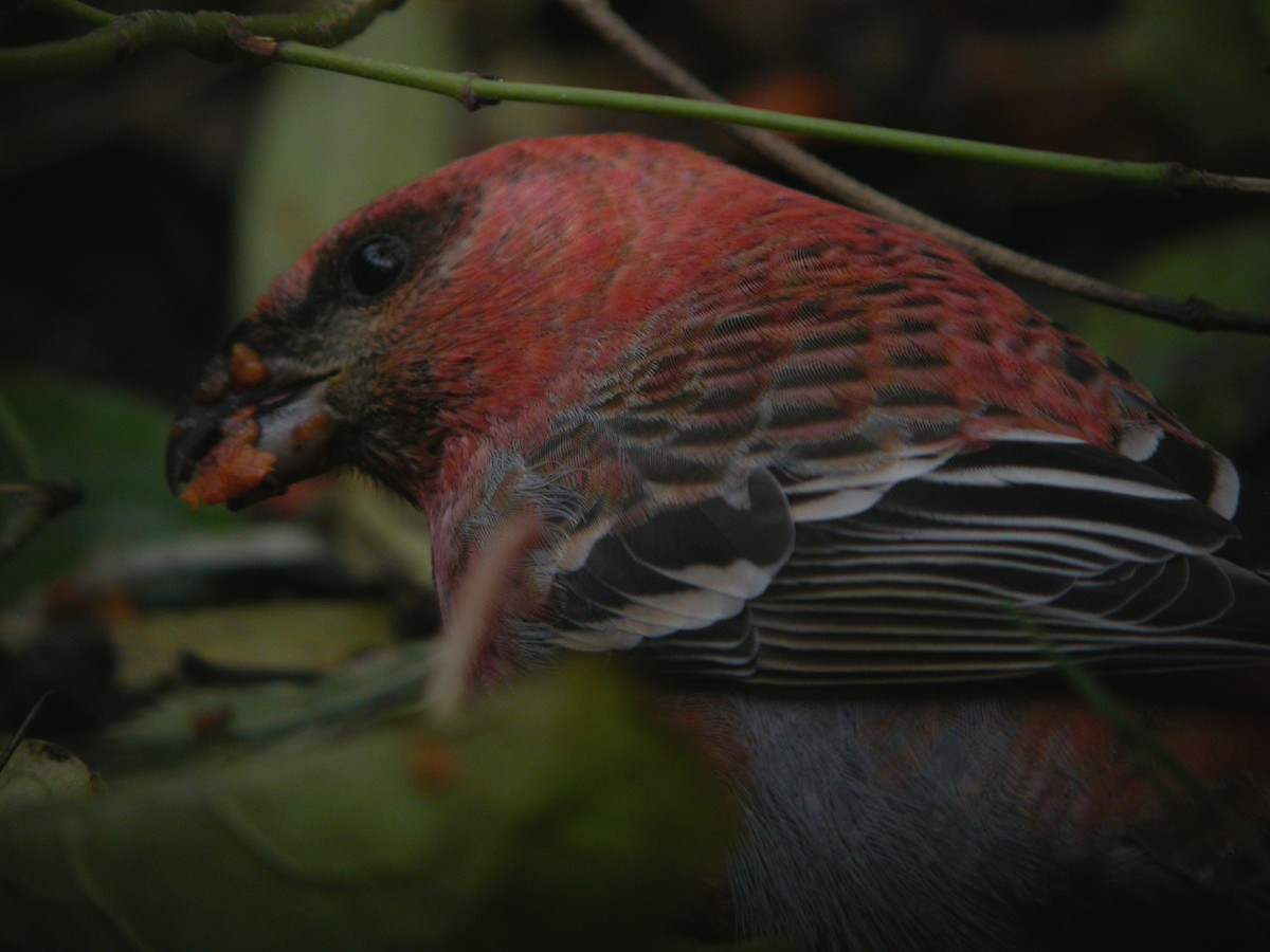 konglebit - ML647025884