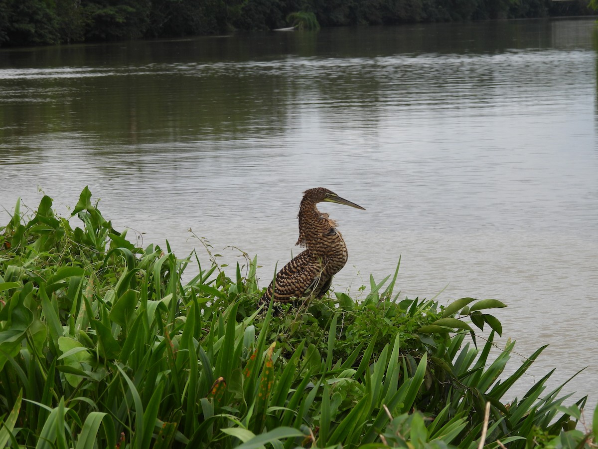 Bare-throated Tiger-Heron - ML647025888