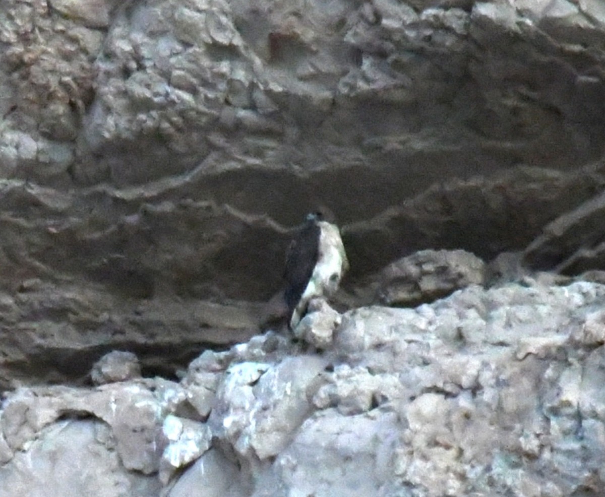 Red-tailed Hawk - ML647025889