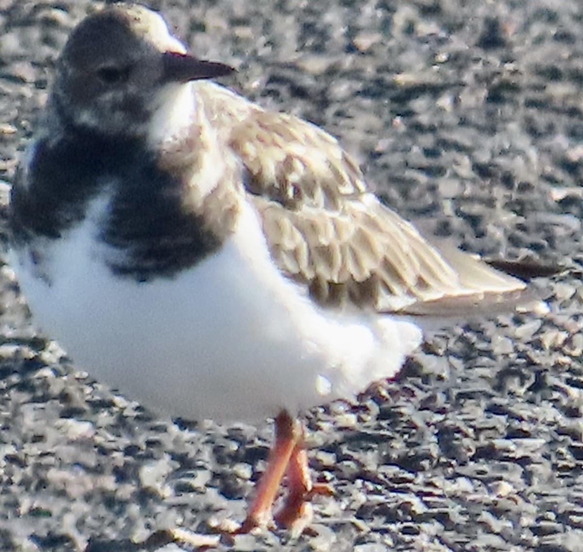 Ruddy Turnstone - ML647025893