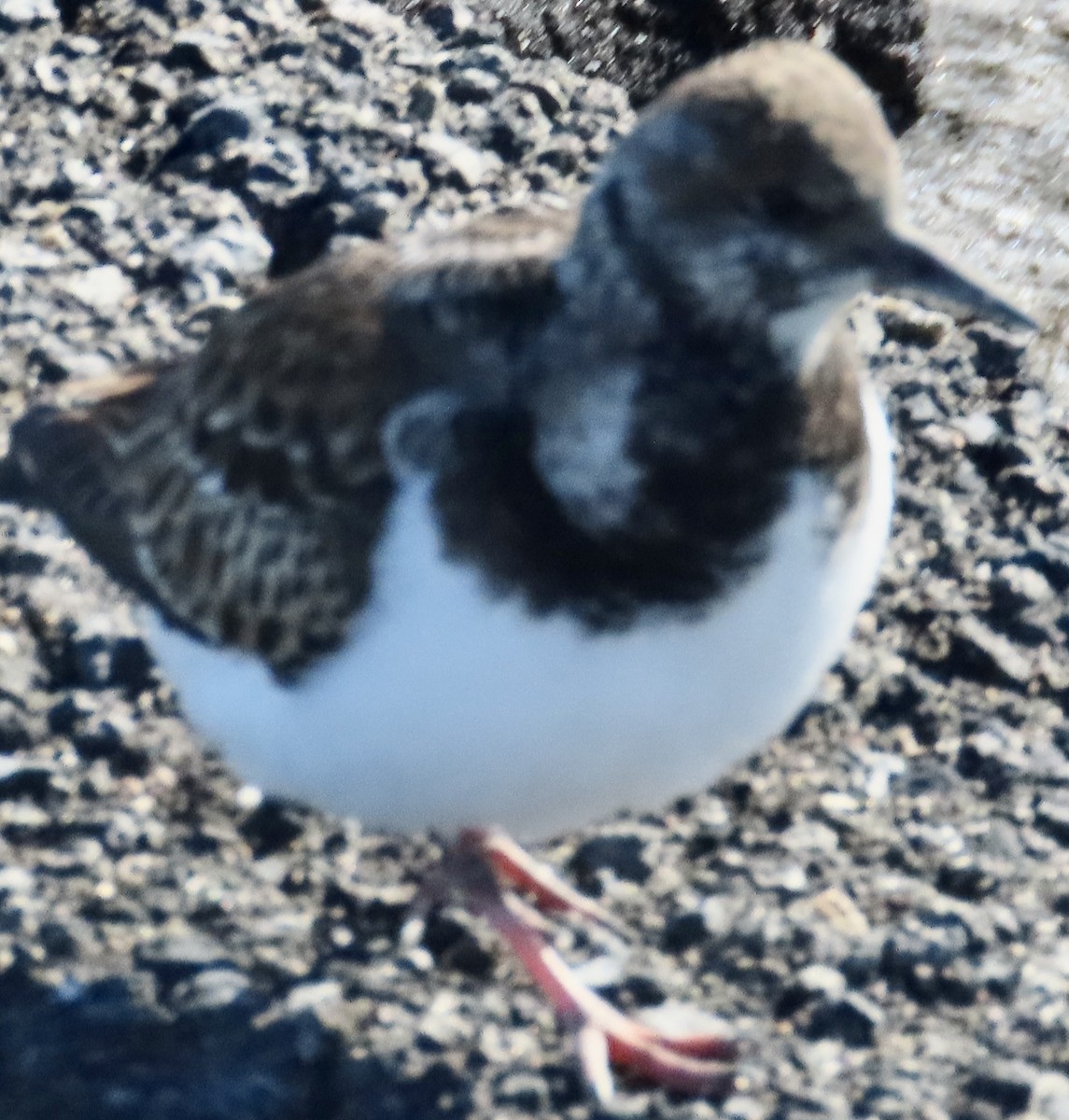 Ruddy Turnstone - ML647025899