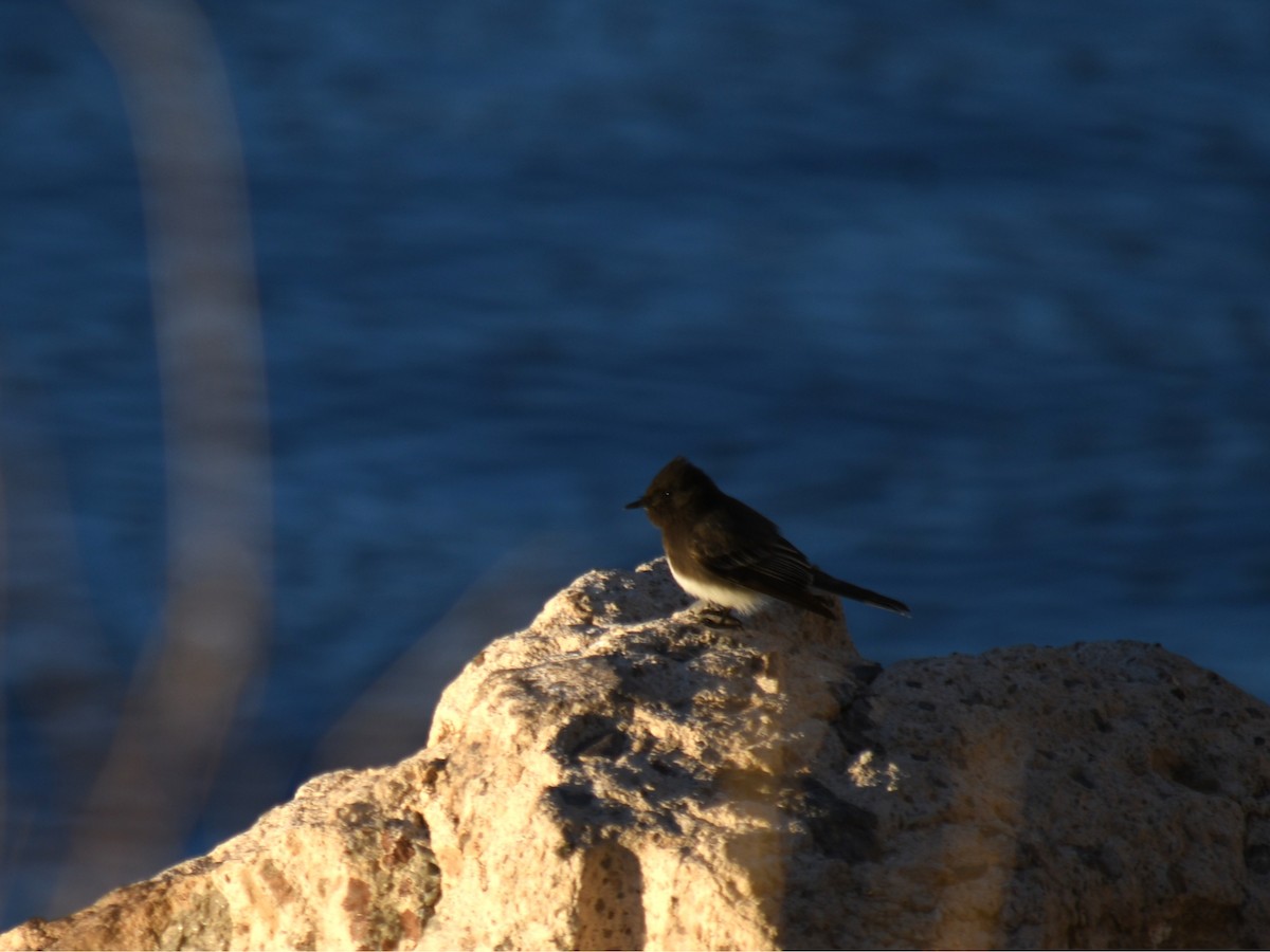 Black Phoebe - ML647025900