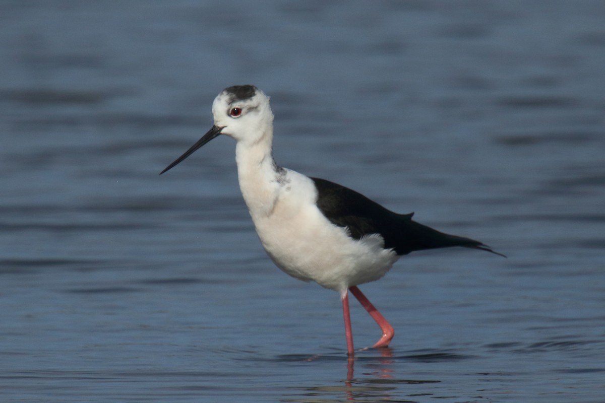 Black-winged Stilt - ML647025902