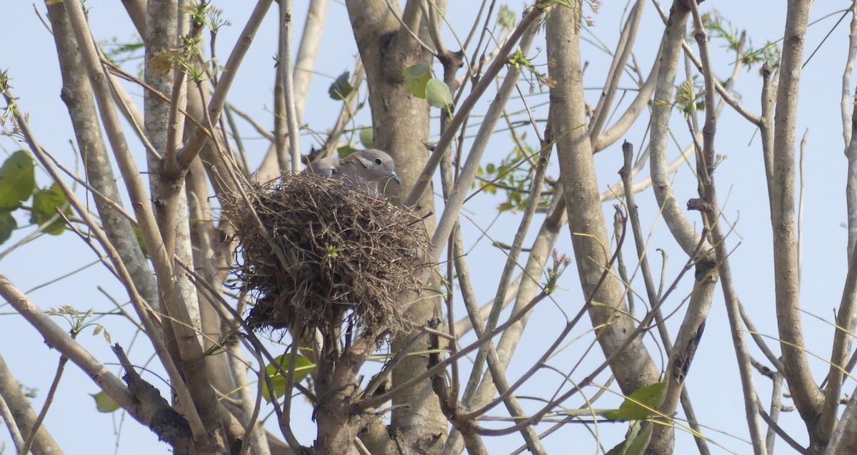 Eared Dove - ML647025905