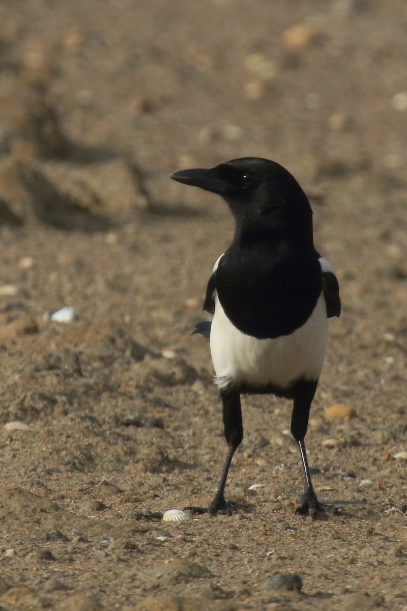 Eurasian Magpie - ML647025907