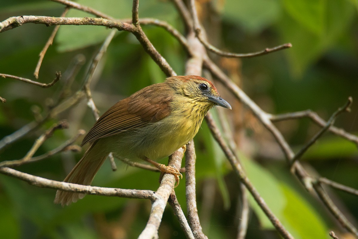 Pin-striped Tit-Babbler - ML64702591