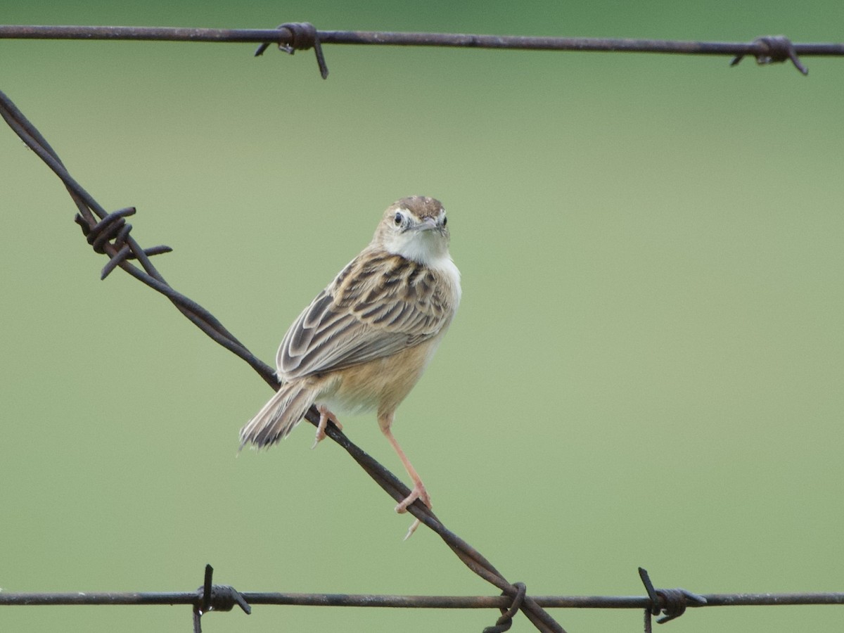 Zitting Cisticola - ML647025912