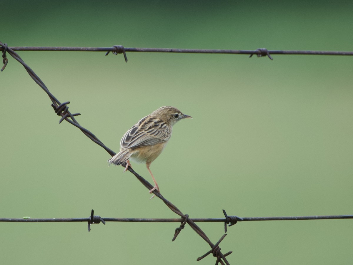 Zitting Cisticola - ML647025913