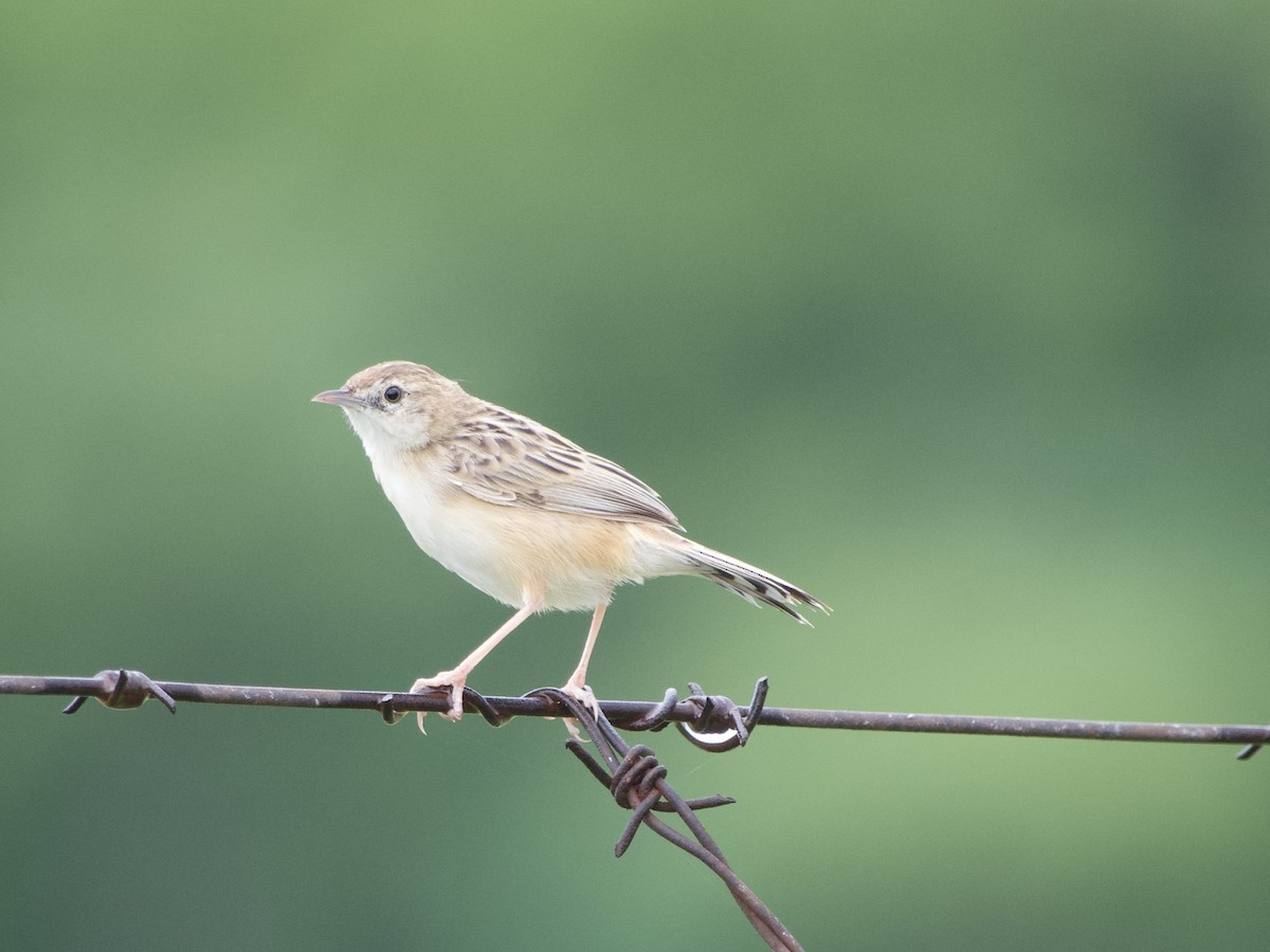 Zitting Cisticola - ML647025914