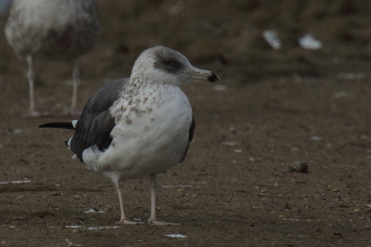 Lesser Black-backed Gull - ML647025921