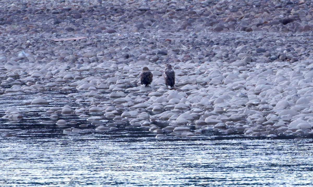 White-tailed Eagle - ML647025923
