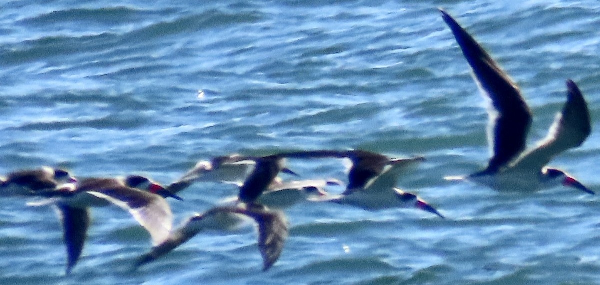 Black Skimmer - ML647025924