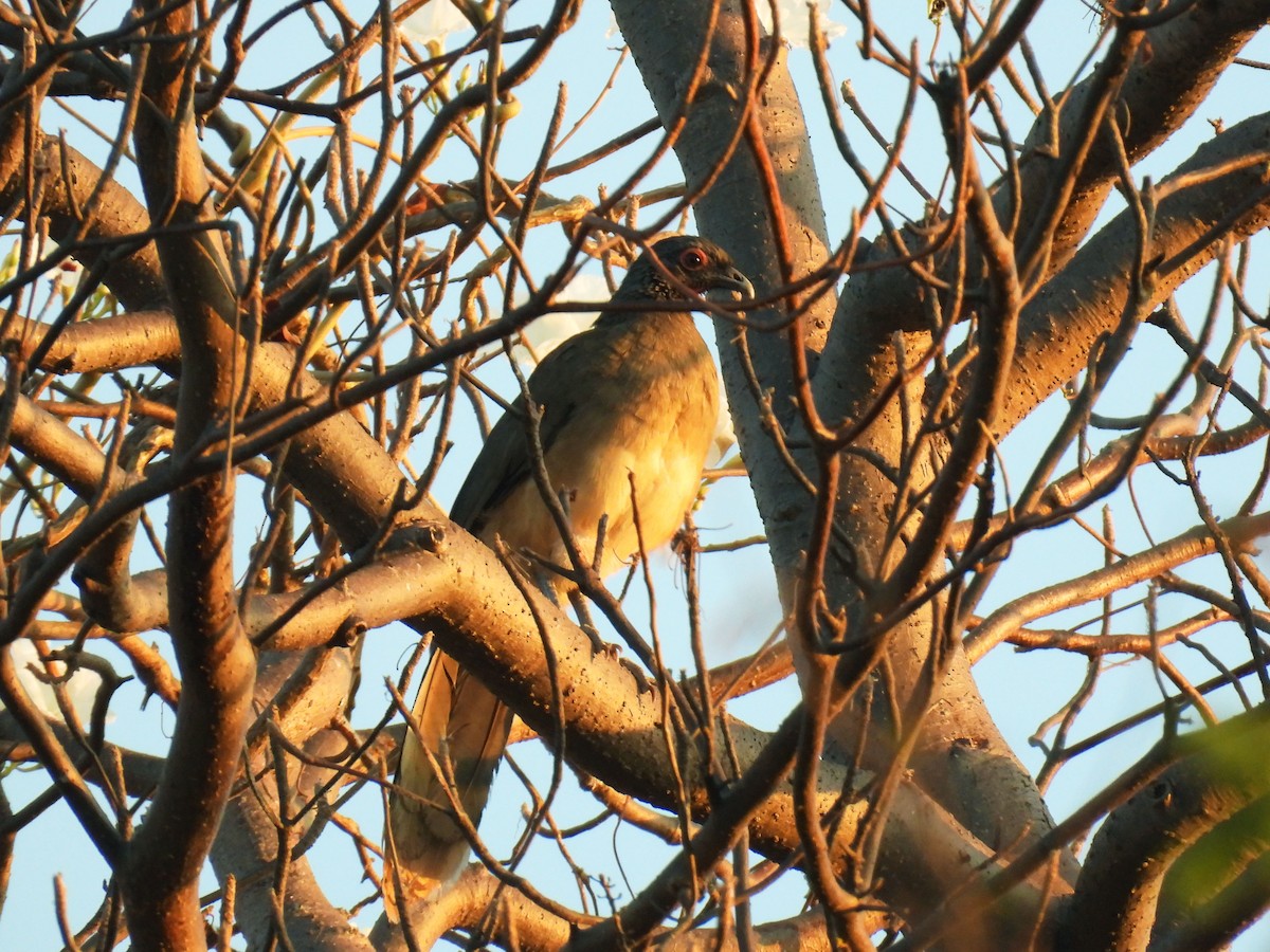 West Mexican Chachalaca - ML647025926