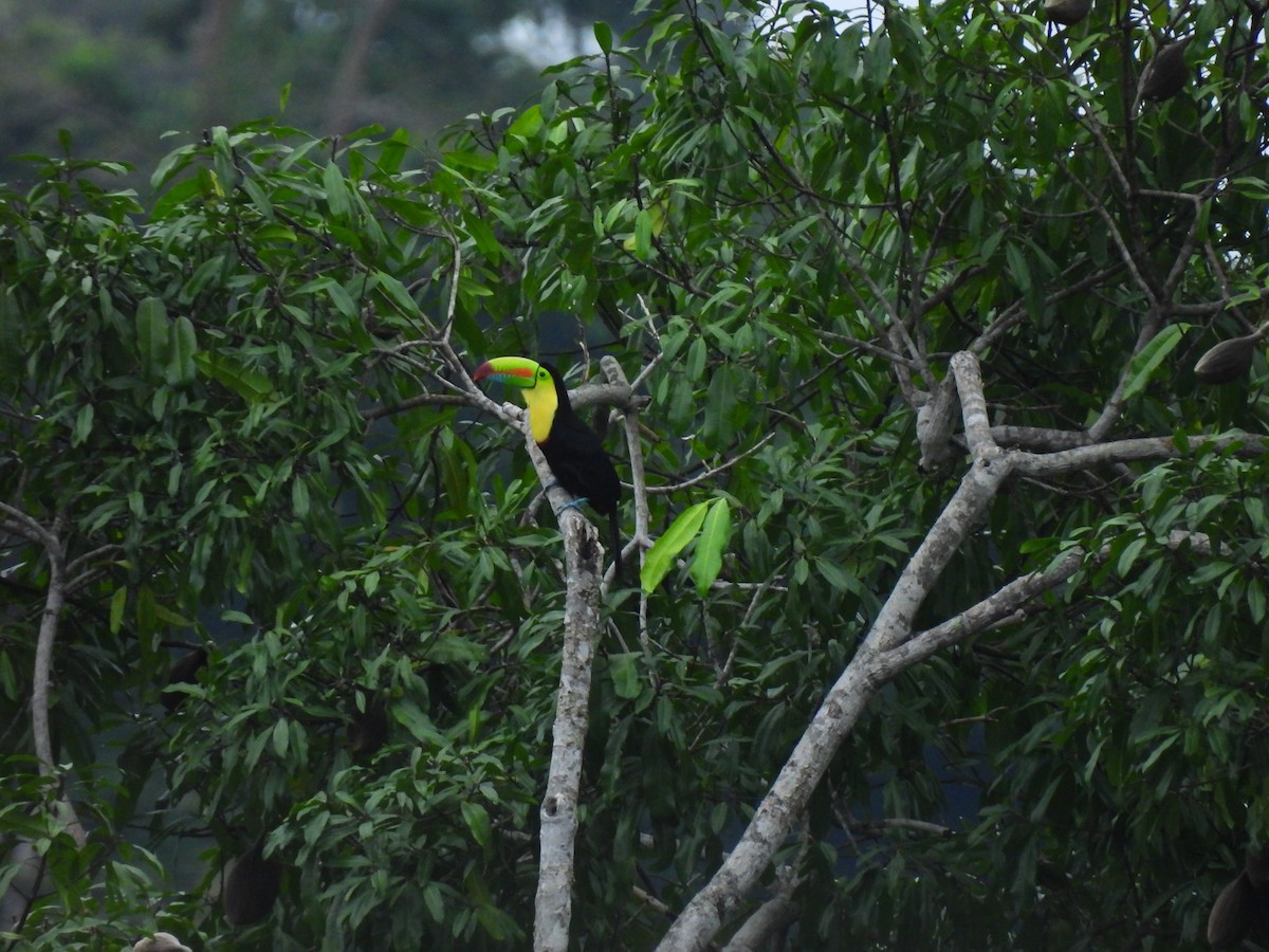 Keel-billed Toucan - ML647025927
