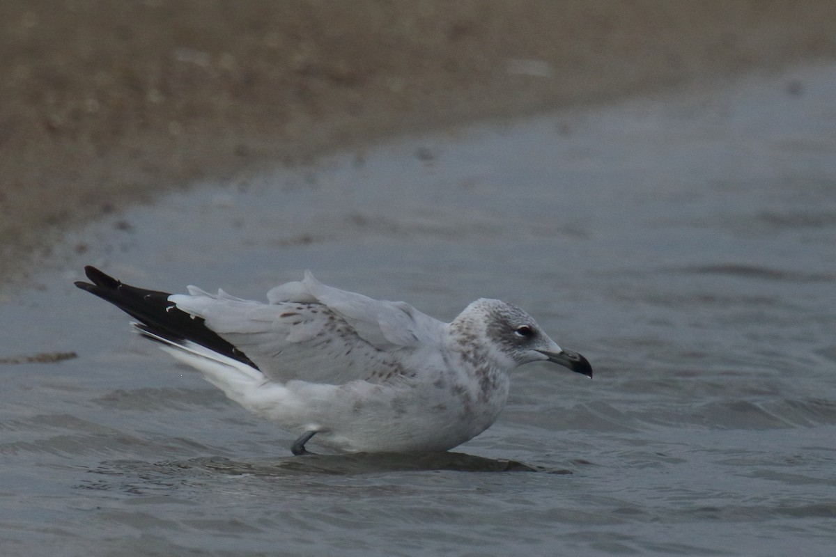 Audouin's Gull - ML647025928