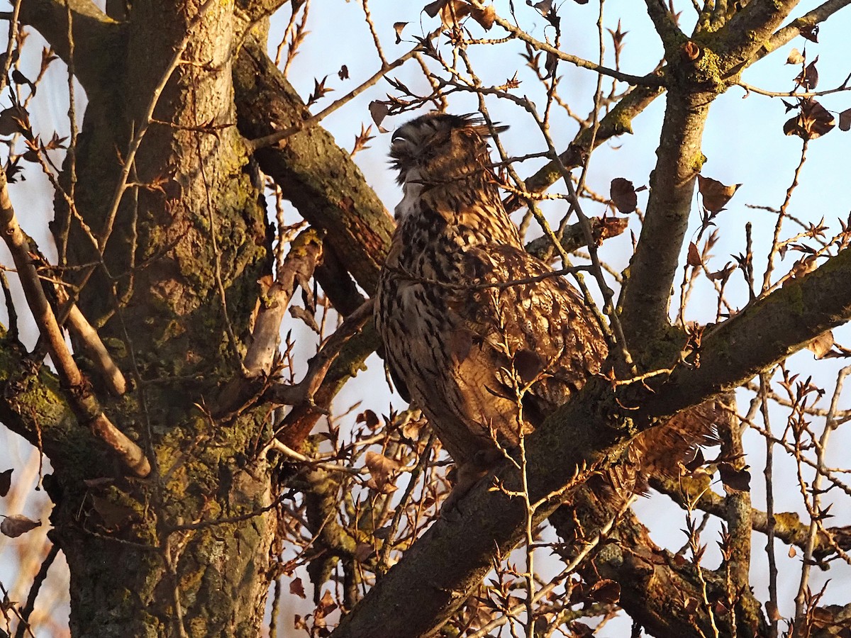 Eurasian Eagle-Owl - ML647025929