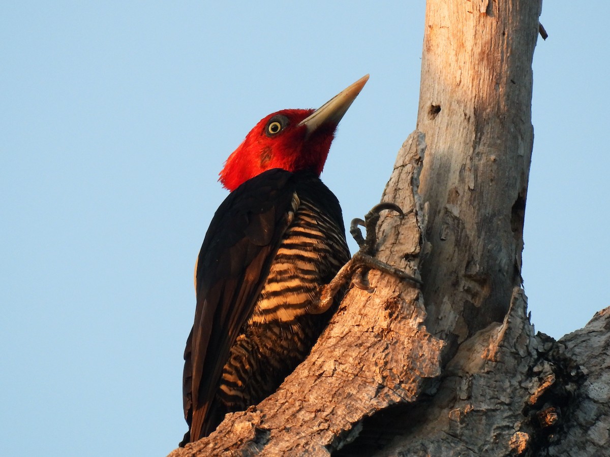 Pale-billed Woodpecker - ML647025931